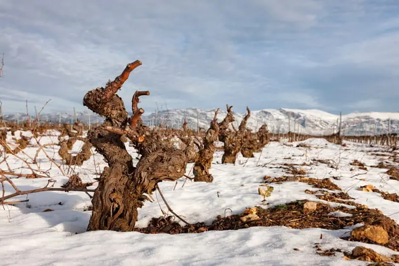 ¿Por qué triunfó el vino en Rioja Alavesa?