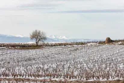 Panorámica invernal desde la finca de El Gallo, en Elciego. Al fondo, la Sierra de la Demanda