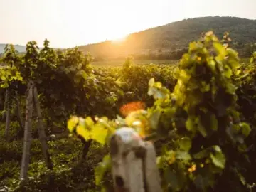 Real Compañía de Vinos