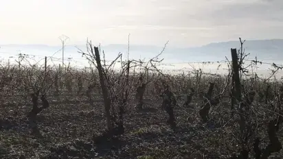 La poda, una de las prácticas vitícolas más importantes del año La poda, una de las prácticas vitícolas más importantes del año