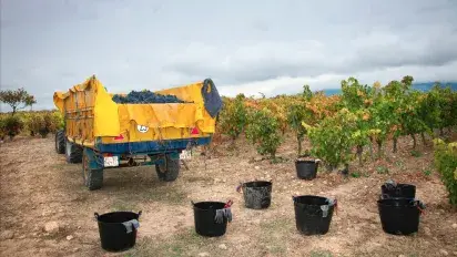 Qué bebemos cuando estamos de vendimia What we drink while we're harvesting