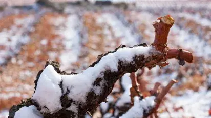 La nieve extiende su efecto beneficioso sobre el viñedo
