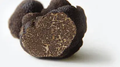 Harmonies with black truffle