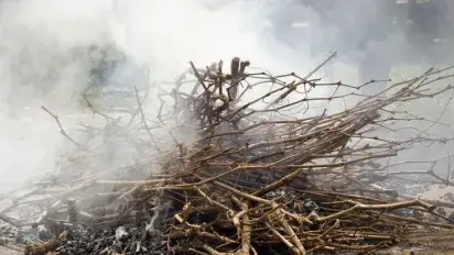 Cocinar con sarmientos Cooking with vine shoots