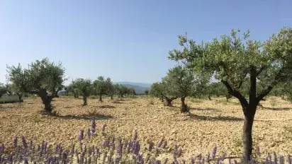 120 new olive trees in Rioja Alavesa