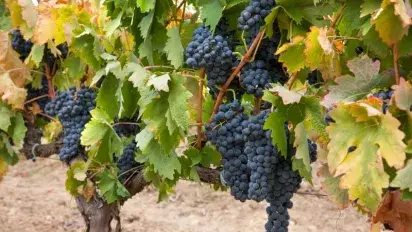 ¿Por qué la tempranillo tiene su propio día? Why does Tempranillo deserves a Tempranillo Day?