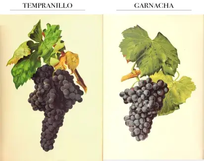 Tempranillo garnacha racimos