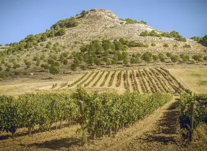 Colección Ribera del Duero