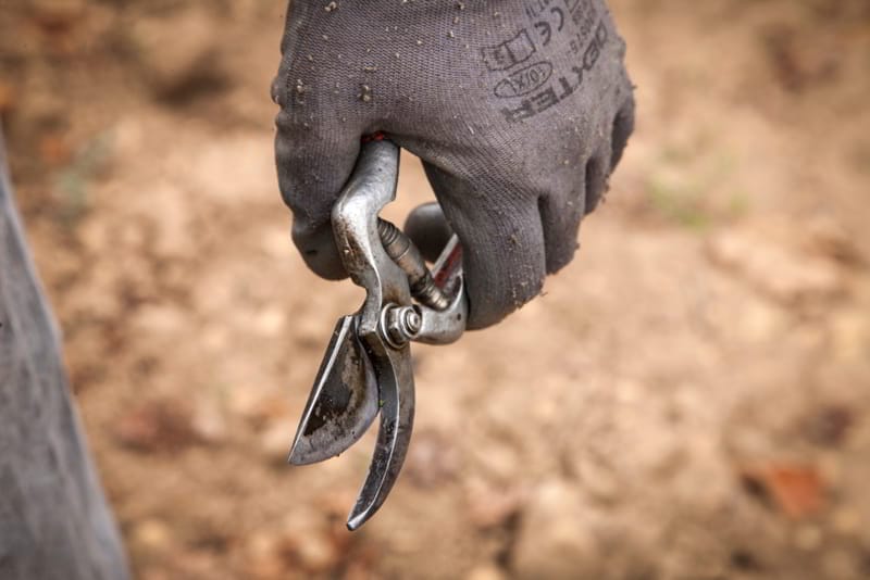 The scissors are the fundamental tool for pruning