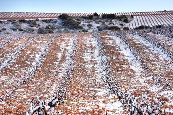Snow extends beneficial effects on the vineyard