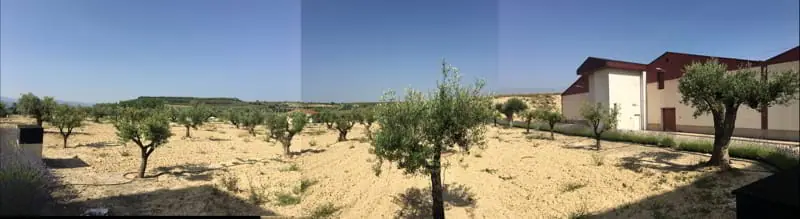 120 new olive trees in Rioja Alavesa