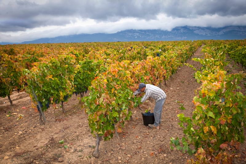 Ready for harvest 2018