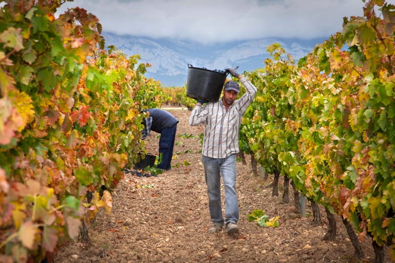 Ready for harvest 2018