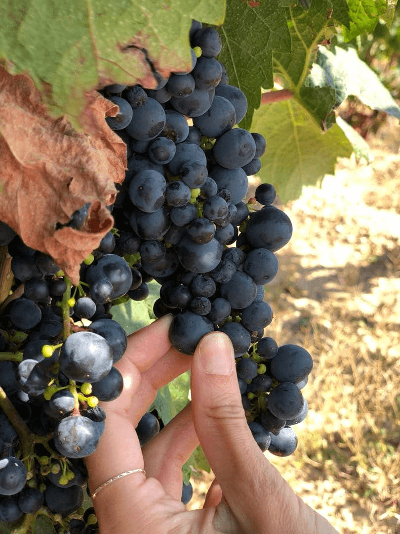 Rioja para viajeras treintañeras