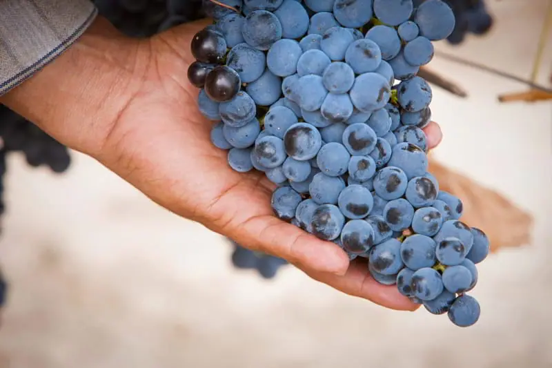 ¿Por qué la tempranillo tiene su propio día?