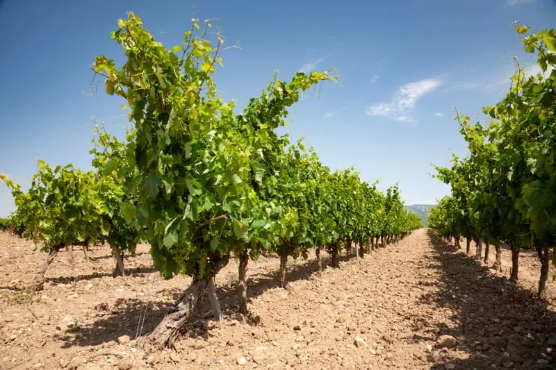 ¿Por qué la tempranillo tiene su propio día?