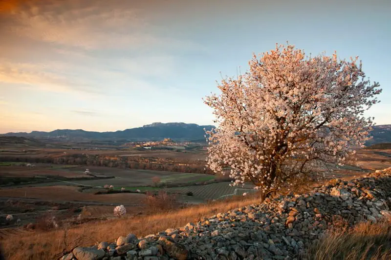 Almond trees in full bloom