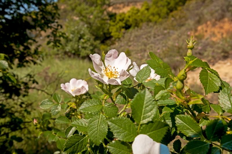 Flores entre las viñas | Muriel Wines