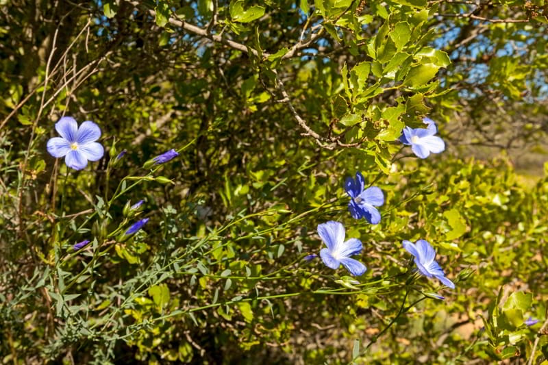 Flores entre las viñas | Muriel Wines